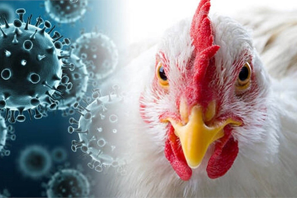 В регионе предупреждают об опасности птичьего гриппа!