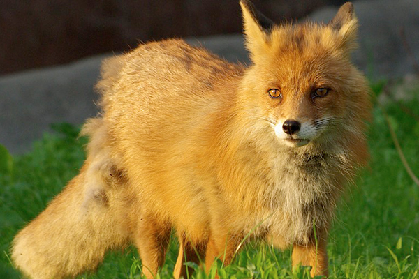 ЧТО ТАКОЕ БЕШЕНСТВО И ЧЕМ ОПАСНО ЭТО ЗАБОЛЕВАНИЕ?